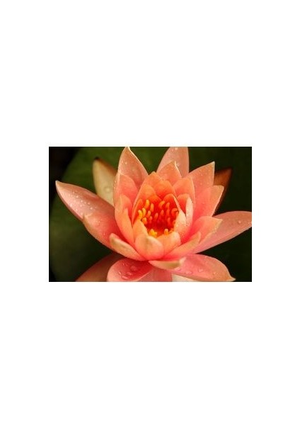 Turuncu Lotus Çiçeği Tohum Nilüfer Çiçeği Tohumu Turuncu Lotus Tohumu 3 Tohum