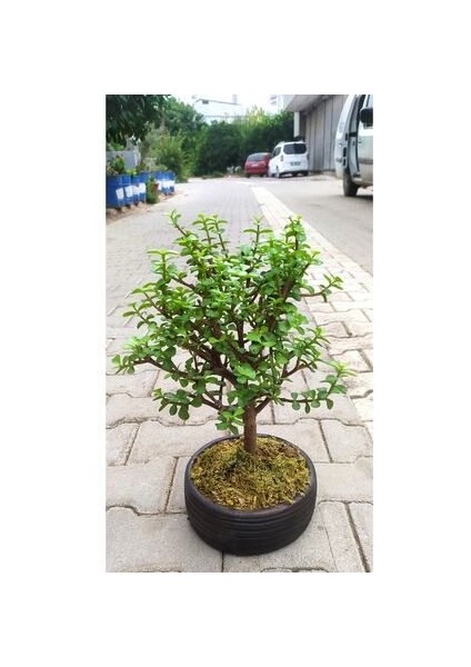 Bonsai Para Ağacı - Para Çiçeği - Bereket Ağacı