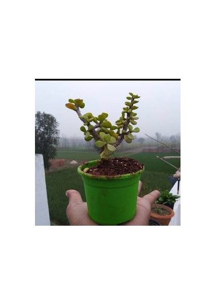 Bonsai Para Ağacı Fidanı 8.5 Saksıda 15-20 cm fiyatları