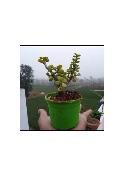 Bonsai Para Ağacı Fidanı 8.5 Saksıda 15-20 cm modelleri