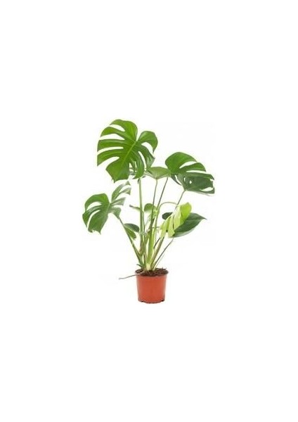 Deve Tabanı 60 80 cm Monstera Deliciosa Ev Bitkisi Ofis Bitkisi Salon Bitkisi