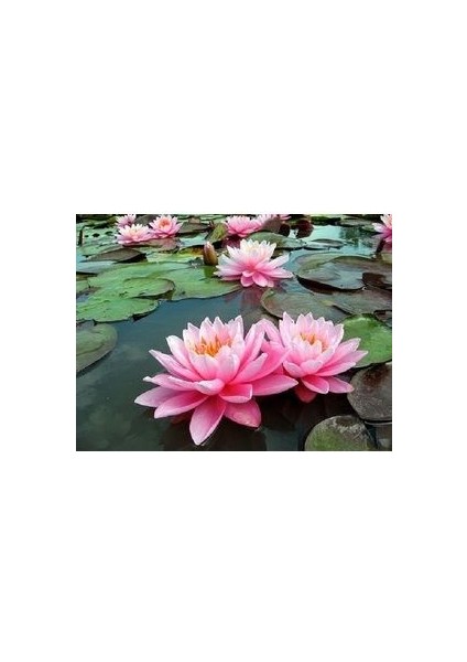 4 Farklı Renk Lotus Çiçeği Tohumu Lotus Tohumu + Beyaz + Kırmızı + Sarı +Pembe modelleri