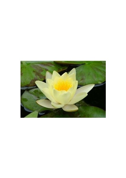 4 Farklı Renk Lotus Çiçeği Tohumu Lotus Tohumu + Beyaz + Kırmızı + Sarı +Pembe fırsatları