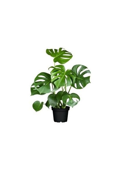 Monstera Deliciosa Deve Tabanı Salon Ofis Bitkisi 20-40 cm