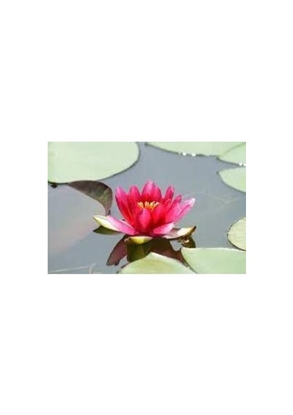 10 Adet Kırmızı Lotus Çiçeği Tohumu Japon Kutsal Nilüfer Çiçek Tohumu Su Çiçeği