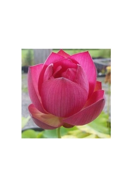 10 Adet Kırmızı Lotus Çiçeği Tohumu Japon Kutsal Nilüfer Çiçek Tohumu Su Çiçeği