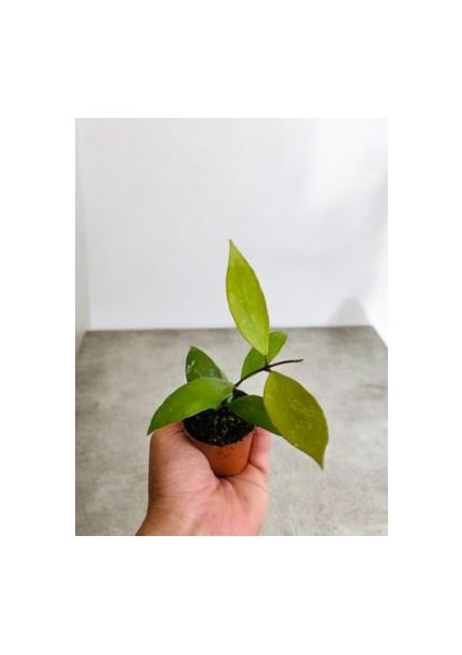 Bordo Yeşil Renkli Mum Çiçeği Fidanı fiyatları