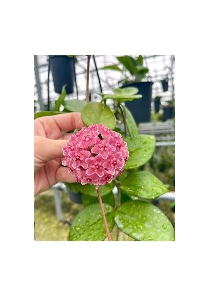 Pembe Renk Çiçek Açan Mum Çiçeği Fidanı