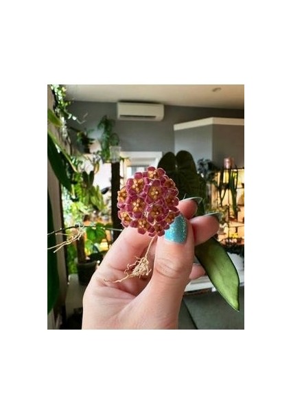 Lila Sarı Renk Çiçek Açan Mum Çiçeği Fidanı