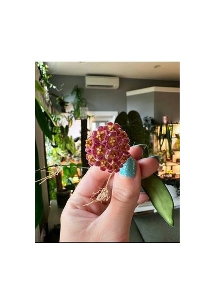 Lila Sarı Renk Çiçek Açan Mum Çiçeği Fidanı fırsatları