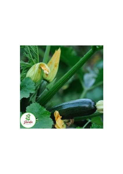 Dolmalık Yemeklik Siyah Kabak Tohumu 15 Adet Doğal Bahçe ve Teras Için Uygun indirimleri