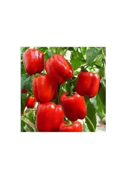 Salçalık Maraş Dolmabiber Tohumu 25 Adet Ev ve Bahçe Için Ideal modelleri