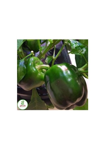 Salçalık Maraş Dolmabiber Tohumu 25 Adet Ev ve Bahçe Için Ideal fırsatları