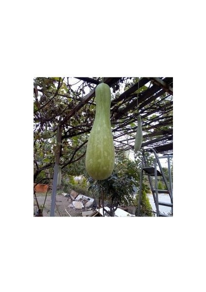 Asma Su (Süla) Kabağı Tohumu 5 Adet Doğal Ev ve Bahçeniz Için Ideal fırsatları