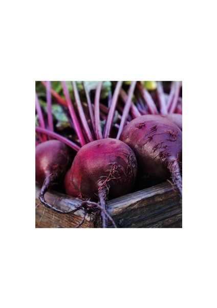 Şalgam Tohumu 50 Adet Doğal Tohum Ev Bahçe Için Ideal modelleri