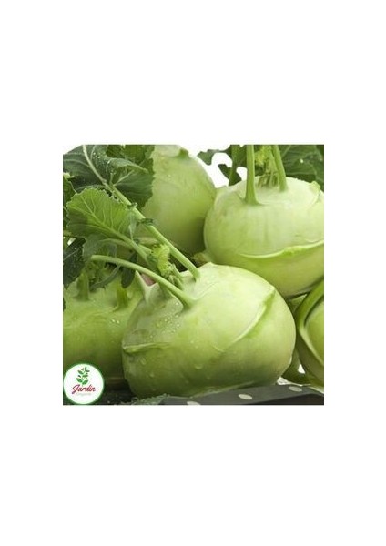 Alabaş Kohlrabi Tohumu 15 Adet Organik Ev Bahçe Için Ideal modelleri
