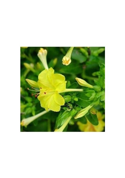 Akşam Sefası 10 Adet Doğal Çiçek Tohumu Ev Bahçe ve Terasa Uygundur fiyatları