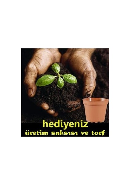 Akşam Sefası 10 Adet Doğal Çiçek Tohumu Ev Bahçe ve Terasa Uygundur modelleri