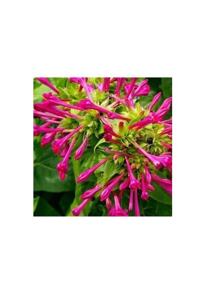 Akşam Sefası 10 Adet Doğal Çiçek Tohumu Ev Bahçe ve Terasa Uygundur fırsatları