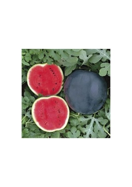 Kara Karpuz Tohumu 10 Adet Doğal Tohum Bağ Bahçe ve Tarla Yetiştiriciliğine Uygundur