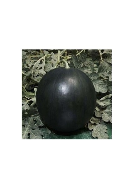 Kara Karpuz Tohumu 10 Adet Doğal Tohum Bağ Bahçe ve Tarla Yetiştiriciliğine Uygundur modelleri