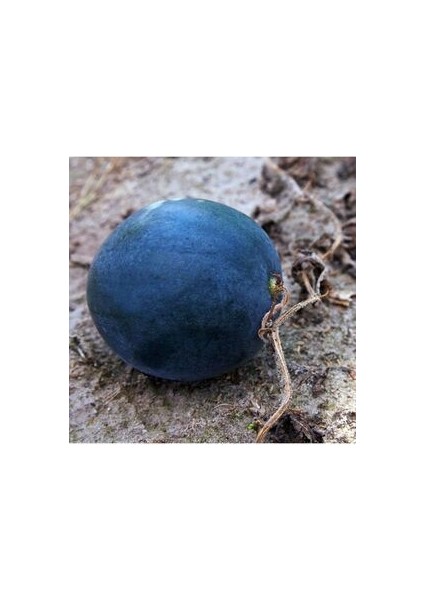 Kara Karpuz Tohumu 10 Adet Doğal Tohum Bağ Bahçe ve Tarla Yetiştiriciliğine Uygundur indirimleri