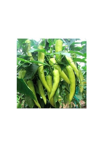 Yalova Çarliston Biberi Tohumu 50 Adet Tatlı Biber Tohumu Ev Bahçe ve Terasa Uygun