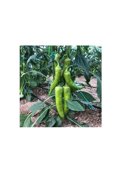 Yalova Çarliston Biberi Tohumu 50 Adet Tatlı Biber Tohumu Ev Bahçe ve Terasa Uygun fiyatları