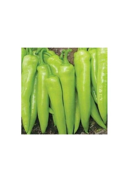 Yalova Çarliston Biberi Tohumu 50 Adet Tatlı Biber Tohumu Ev Bahçe ve Terasa Uygun modelleri