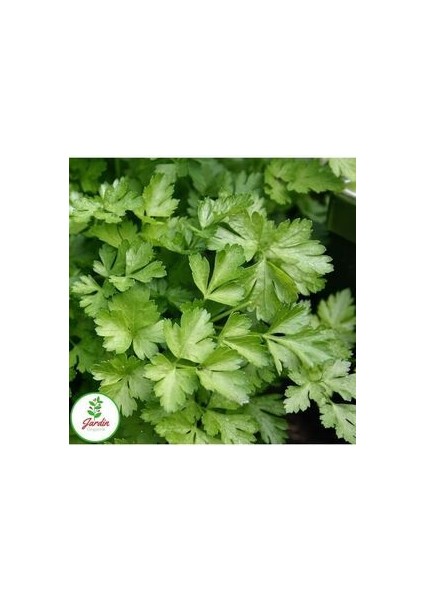 Maydanoz Tohumu 500+ Adet Geniş Yaprak Saksı ve Bahçe Için Uygun Doğal Tohum
