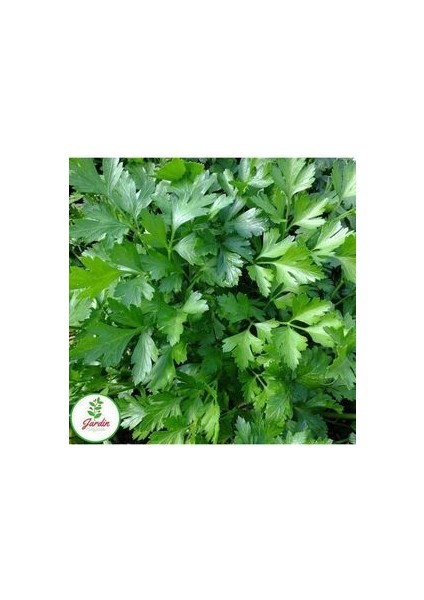 Maydanoz Tohumu 500+ Adet Geniş Yaprak Saksı ve Bahçe Için Uygun Doğal Tohum fiyatları