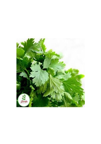 Maydanoz Tohumu 500+ Adet Geniş Yaprak Saksı ve Bahçe Için Uygun Doğal Tohum modelleri