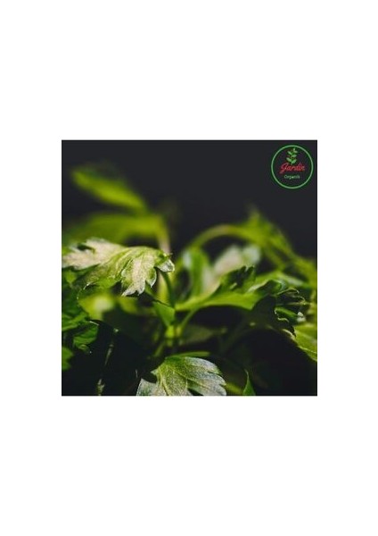 Maydanoz Tohumu 500+ Adet Geniş Yaprak Saksı ve Bahçe Için Uygun Doğal Tohum fırsatları