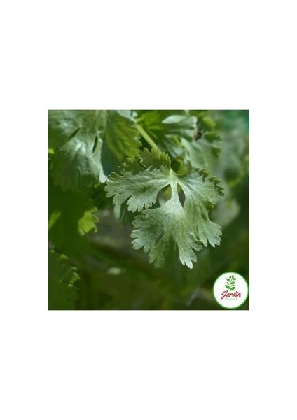 Maydanoz Tohumu 500+ Adet Geniş Yaprak Saksı ve Bahçe Için Uygun Doğal Tohum indirimleri