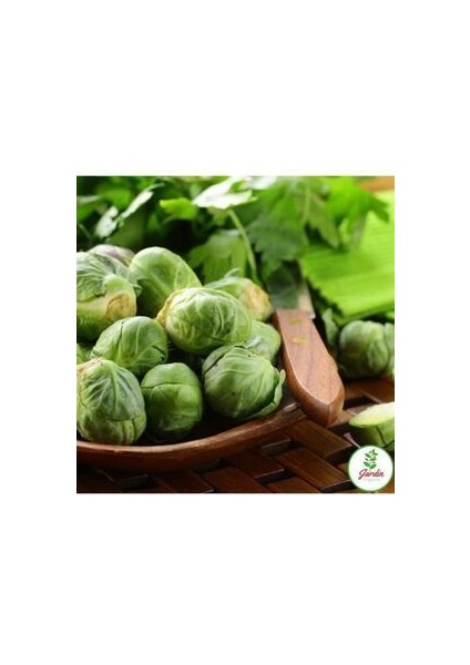 Brüksel Frenk Lahana Tohumu 25 Adet Doğal Tohum Bağ ve Bahçe Yetiştiriciliğine Uygun