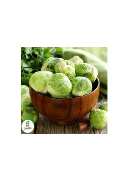Brüksel Frenk Lahana Tohumu 25 Adet Doğal Tohum Bağ ve Bahçe Yetiştiriciliğine Uygun fiyatları
