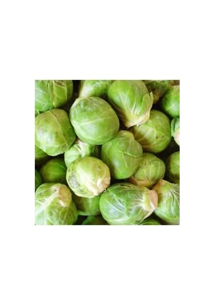 Brüksel Frenk Lahana Tohumu 25 Adet Doğal Tohum Bağ ve Bahçe Yetiştiriciliğine Uygun modelleri