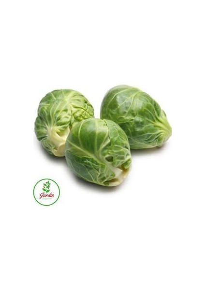 Brüksel Frenk Lahana Tohumu 25 Adet Doğal Tohum Bağ ve Bahçe Yetiştiriciliğine Uygun indirimleri