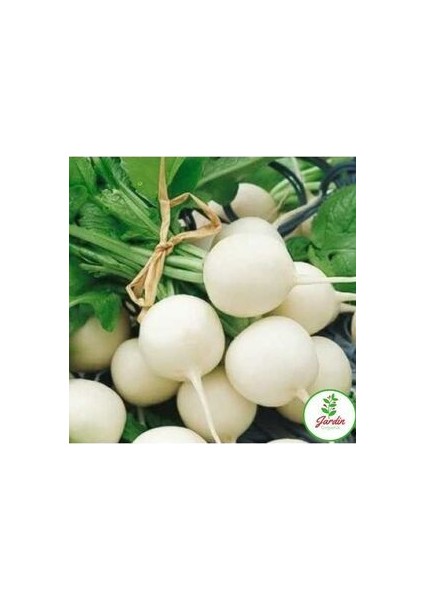 Turp Tohumu 50 Adet Doğal Toros Beyazı Tohumu Ev Bahçe Için Ideal