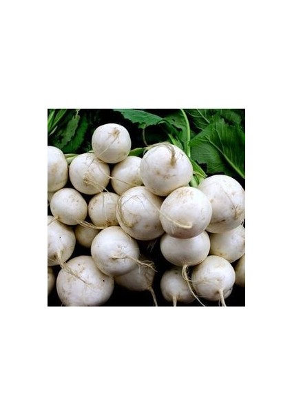 Turp Tohumu 50 Adet Doğal Toros Beyazı Tohumu Ev Bahçe Için Ideal fiyatları