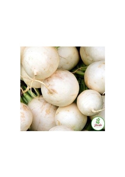 Turp Tohumu 50 Adet Doğal Toros Beyazı Tohumu Ev Bahçe Için Ideal modelleri