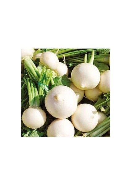 Turp Tohumu 50 Adet Doğal Toros Beyazı Tohumu Ev Bahçe Için Ideal fırsatları