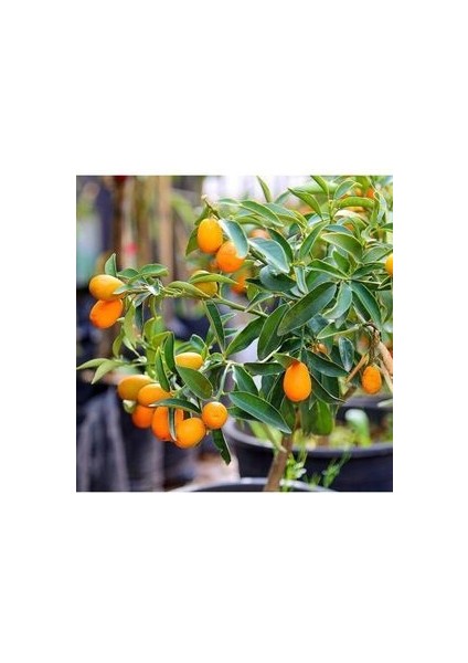 Kamkat Bonsai Kumquat Ağacı 3 Adet Tohum Al Saksı+Torf Hediye Ev ve Bahçe Için Ideal