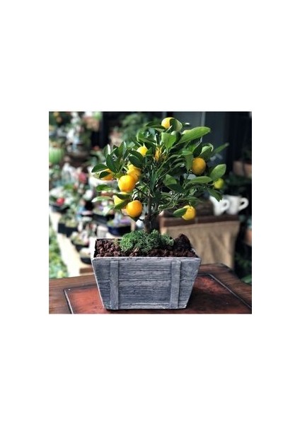 Kamkat Bonsai Kumquat Ağacı 3 Adet Tohum Al Saksı+Torf Hediye Ev ve Bahçe Için Ideal fiyatları