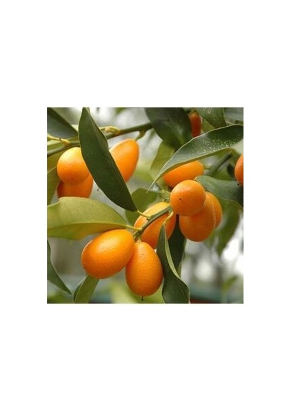 Kamkat Bonsai Kumquat Ağacı 3 Adet Tohum Al Saksı+Torf Hediye Ev ve Bahçe Için Ideal modelleri