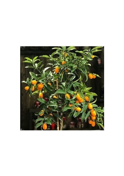 Kamkat Bonsai Kumquat Ağacı 3 Adet Tohum Al Saksı+Torf Hediye Ev ve Bahçe Için Ideal fırsatları