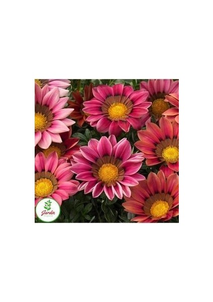 Gazanya Çiçek Tohumu 15 Adet Ev Bahçe Için Ideal