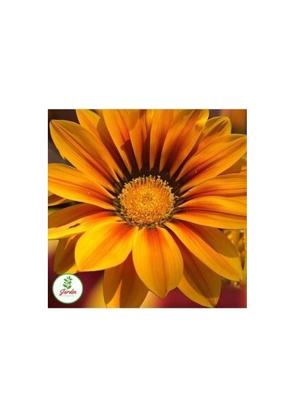 Gazanya Çiçek Tohumu 15 Adet Ev Bahçe Için Ideal modelleri