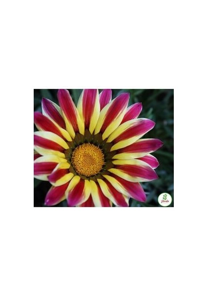 Gazanya Çiçek Tohumu 15 Adet Ev Bahçe Için Ideal fırsatları