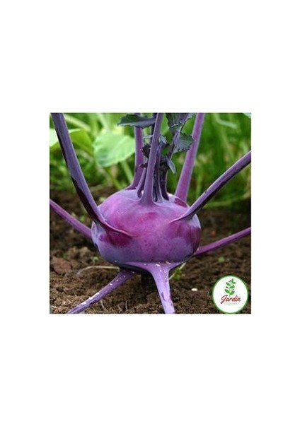 Mor Alabaş Kohlrabi Tohumu 10 Adet Doğal Ev Bahçe Için Ideal fiyatları